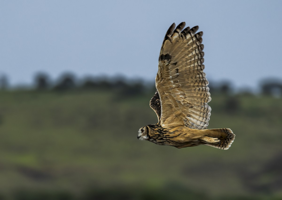 Búho Bengalí - ML609918361