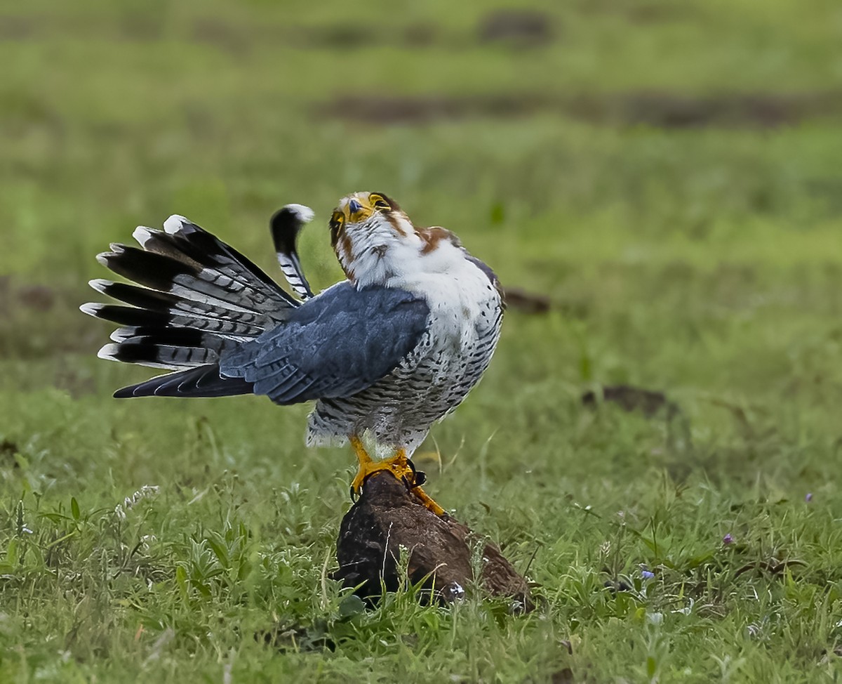 Red-necked Falcon - ML609918376