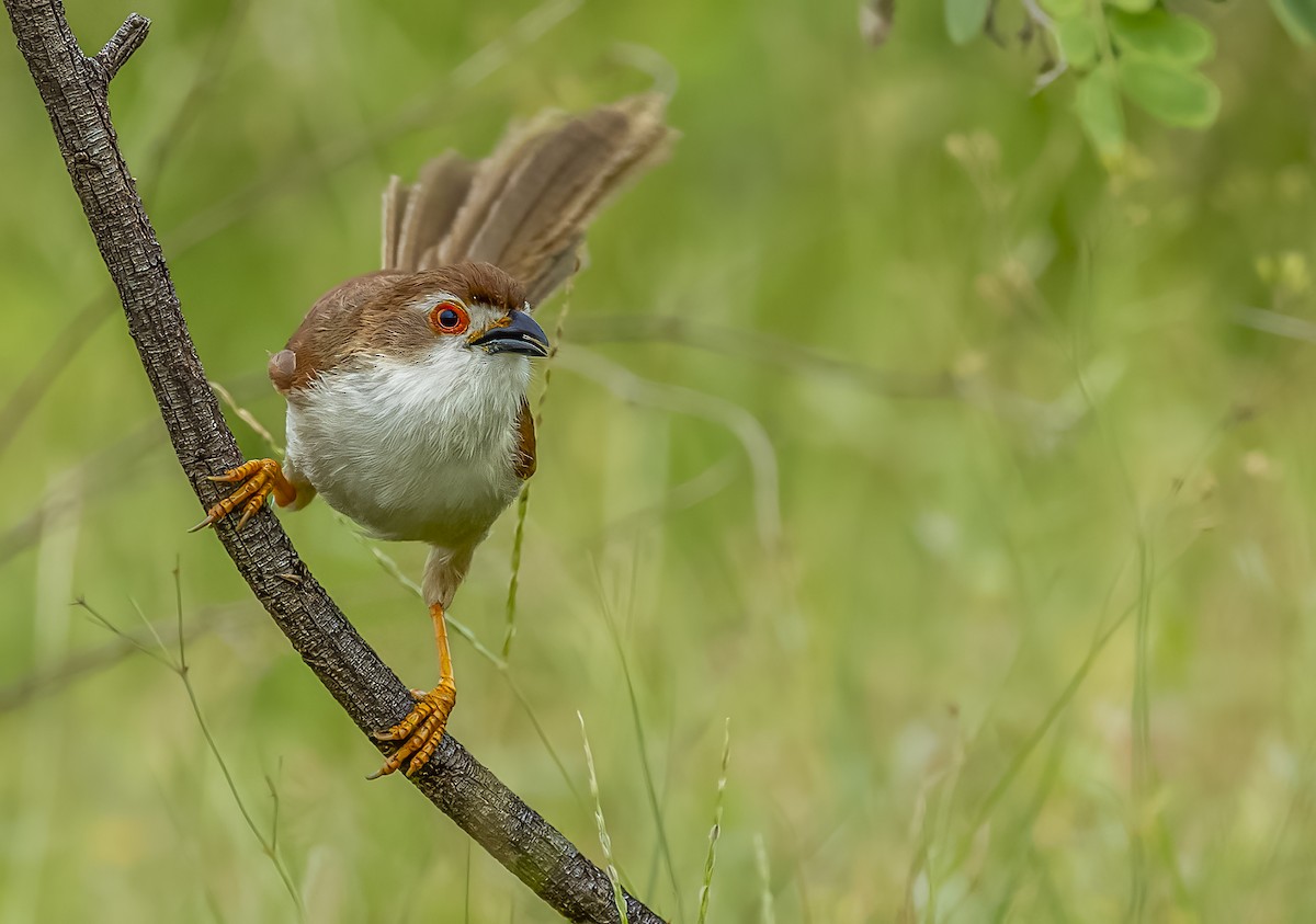 Yellow-eyed Babbler - ML609918379
