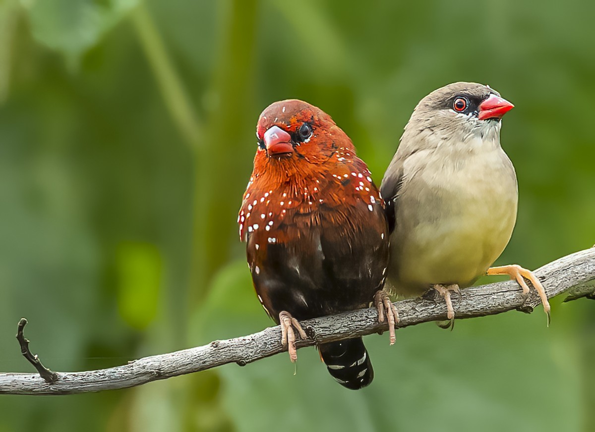 Red Avadavat - ML609918383