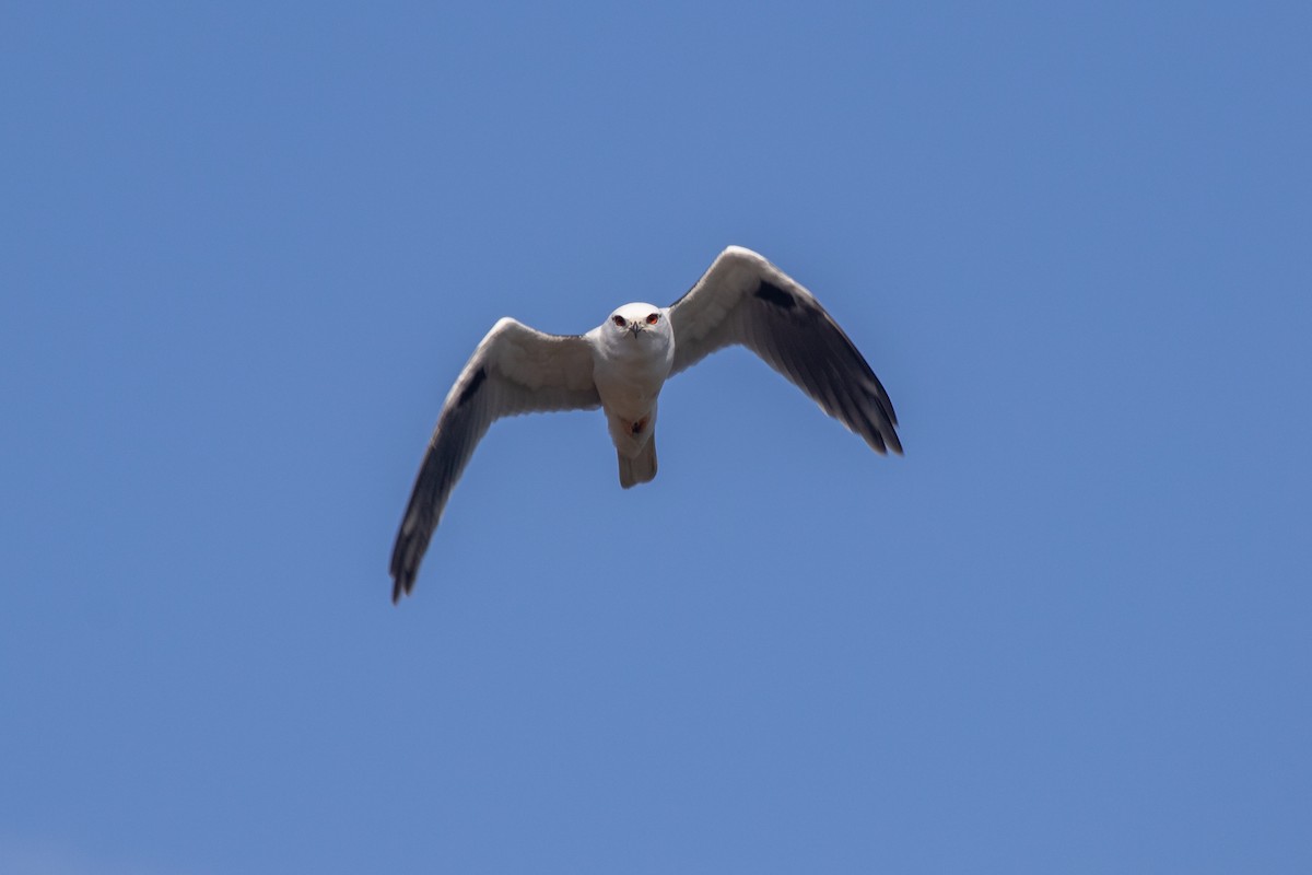 Black-shouldered Kite - ML609918386