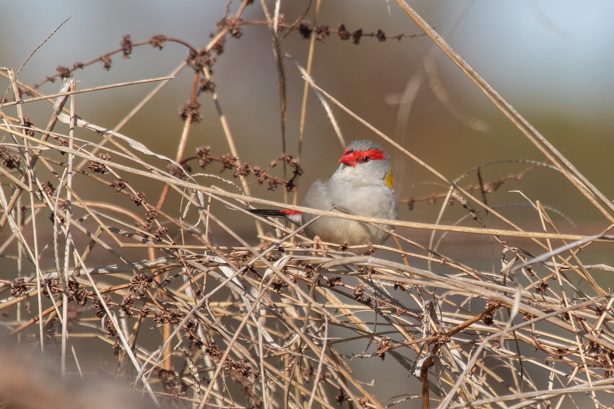 Red-browed Firetail - ML609918406