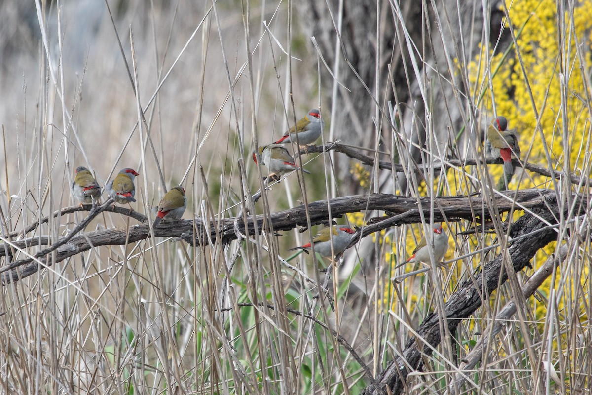 Red-browed Firetail - ML609918407