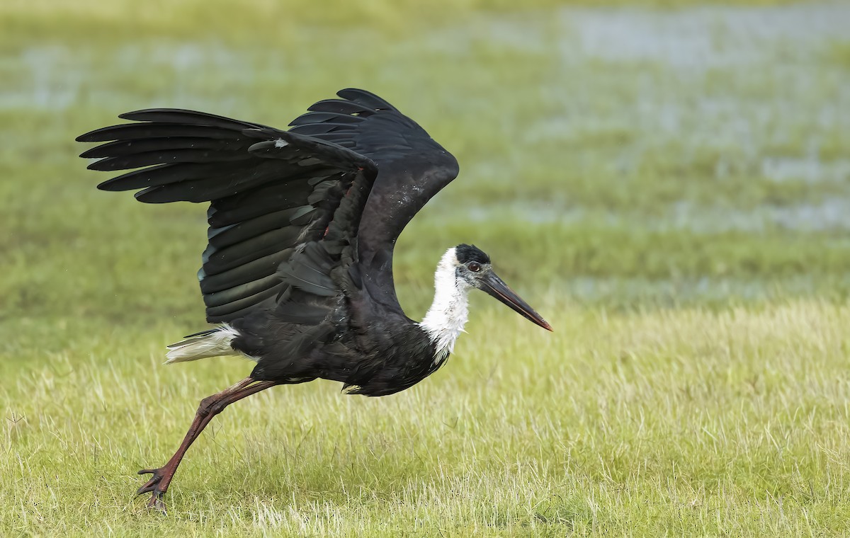 Asian Woolly-necked Stork - ML609918409