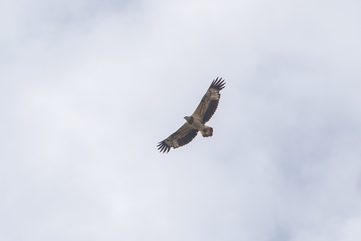 White-bellied Sea-Eagle - Ramit Singal