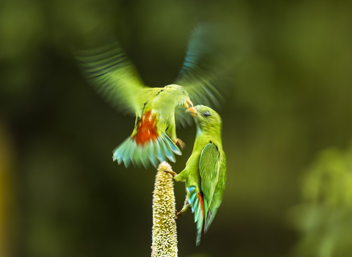 Vernal Hanging-Parrot - ML609918439