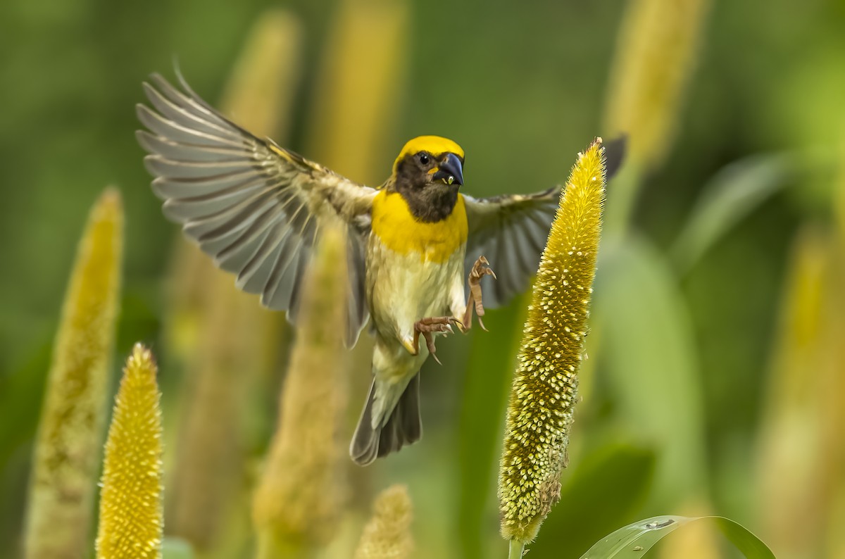 Baya Weaver - ML609918442