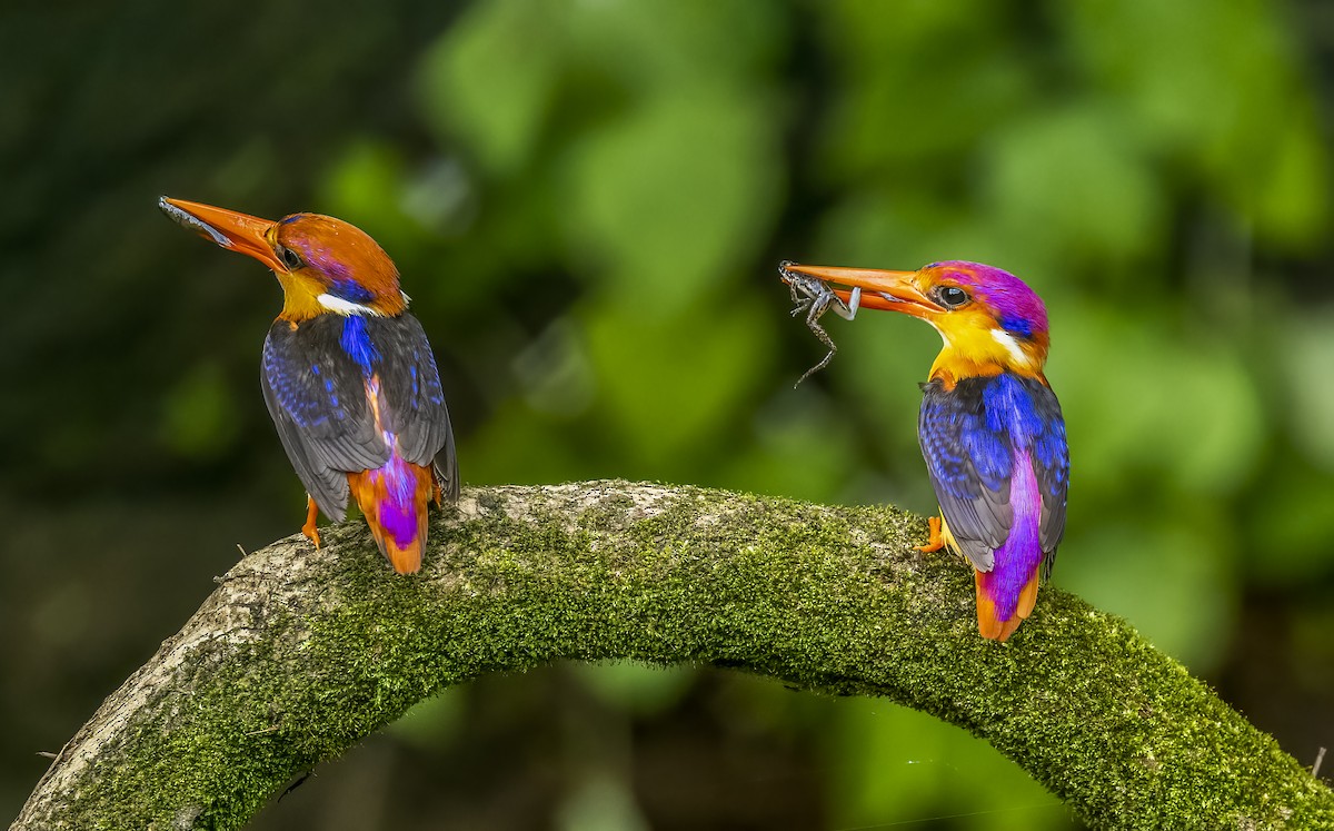 Black-backed Dwarf-Kingfisher - ML609918452