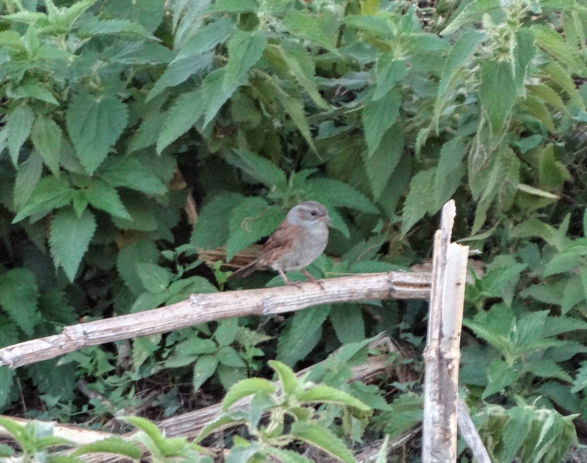 Dunnock - ML609918547