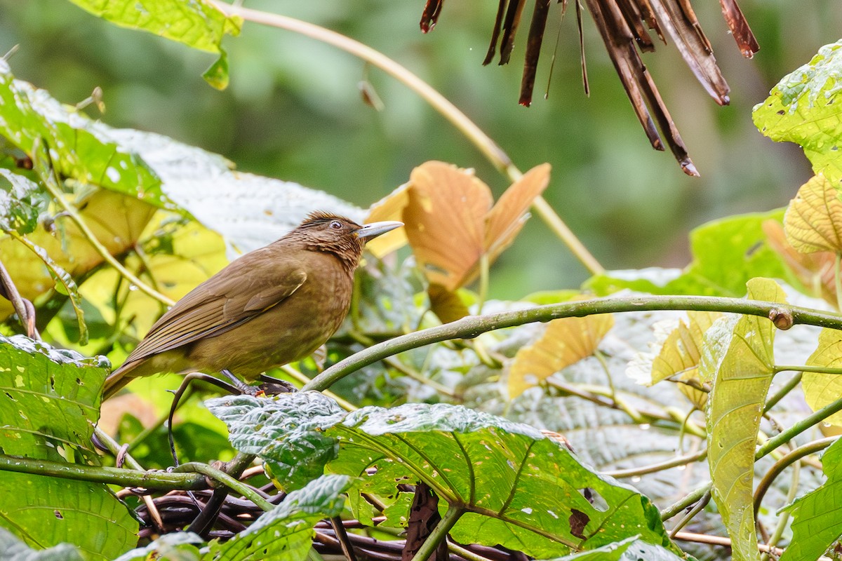 Camiguin Bulbul - ML609918650