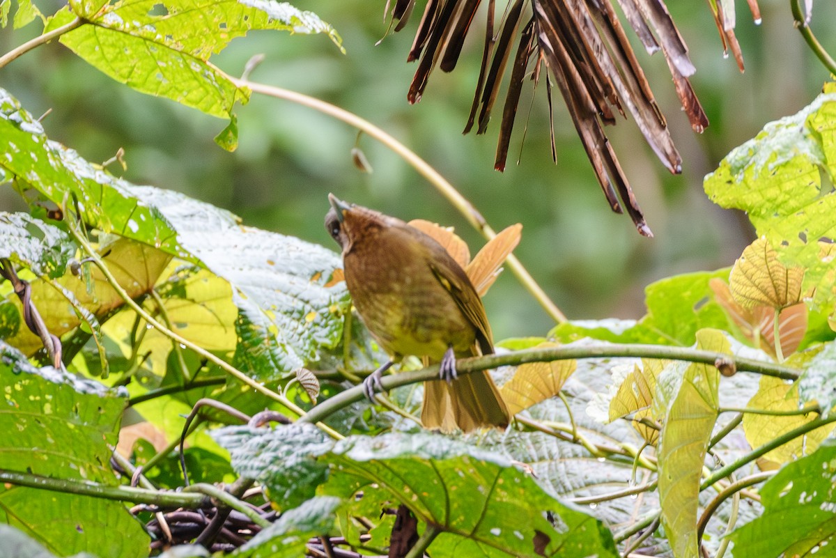 Camiguin Bulbul - ML609918652