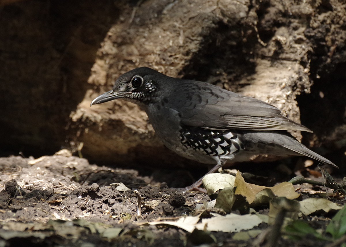 Sunda Thrush - Volkov Sergey