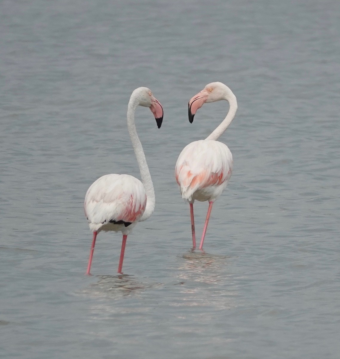 Greater Flamingo - ML609918735