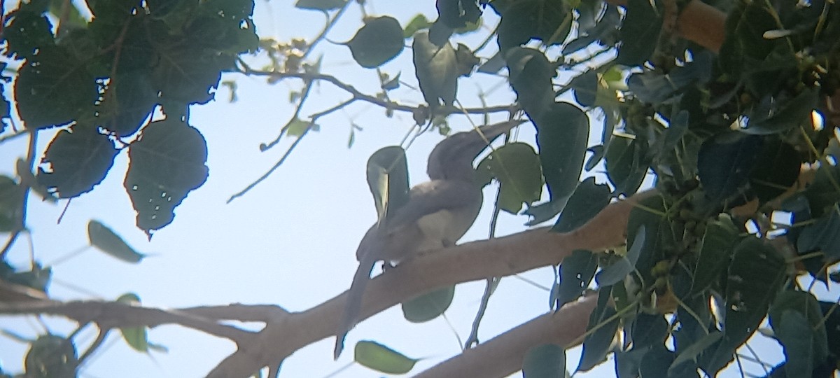 Indian Gray Hornbill - ML609918801