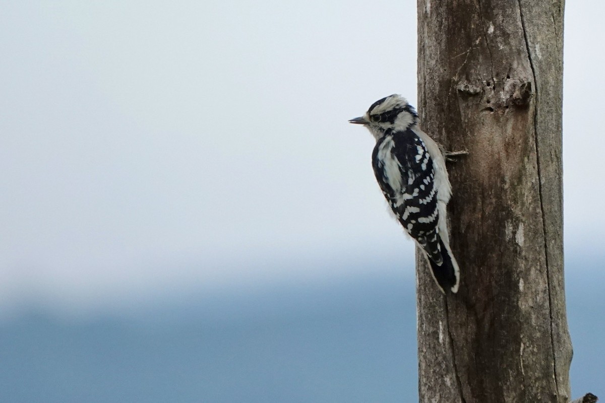 Downy Woodpecker - ML609918903