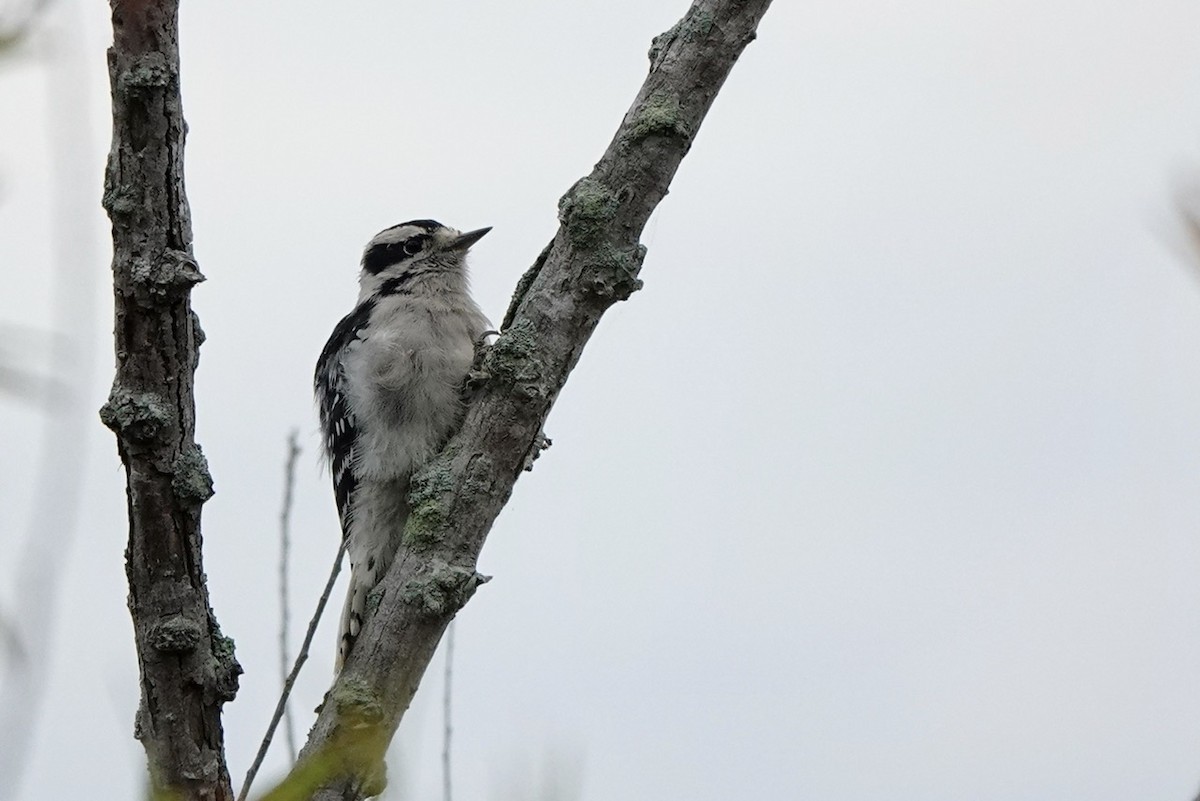 Downy Woodpecker - ML609918904