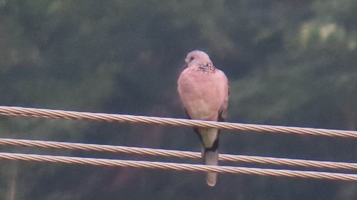 Spotted Dove - ML609918926