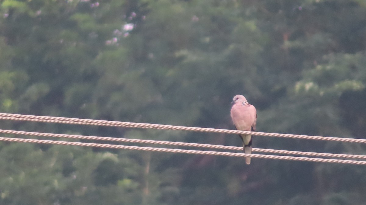 Spotted Dove - ML609918927