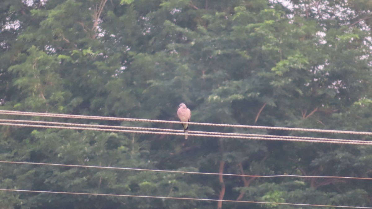 Spotted Dove - ML609918928