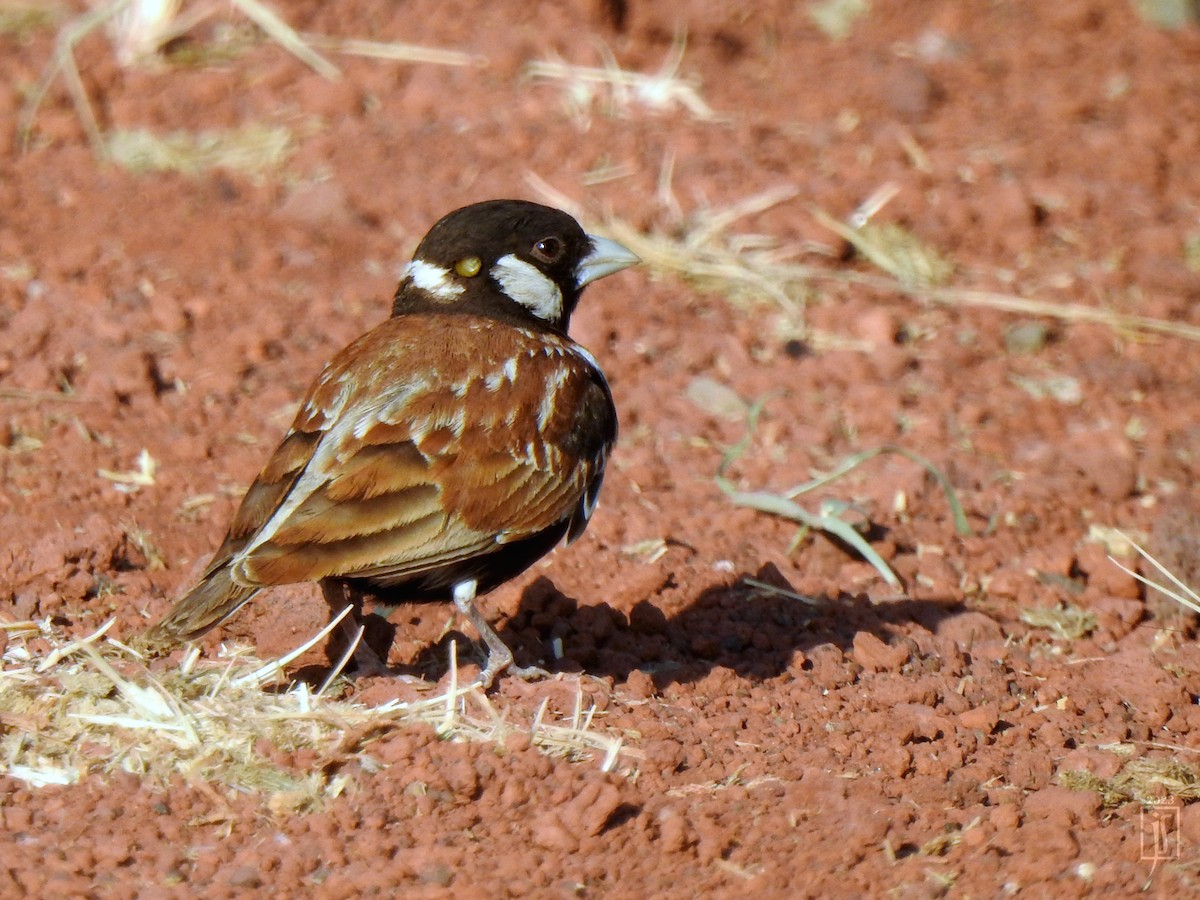 Chestnut-backed Sparrow-Lark - Joshua Smolders