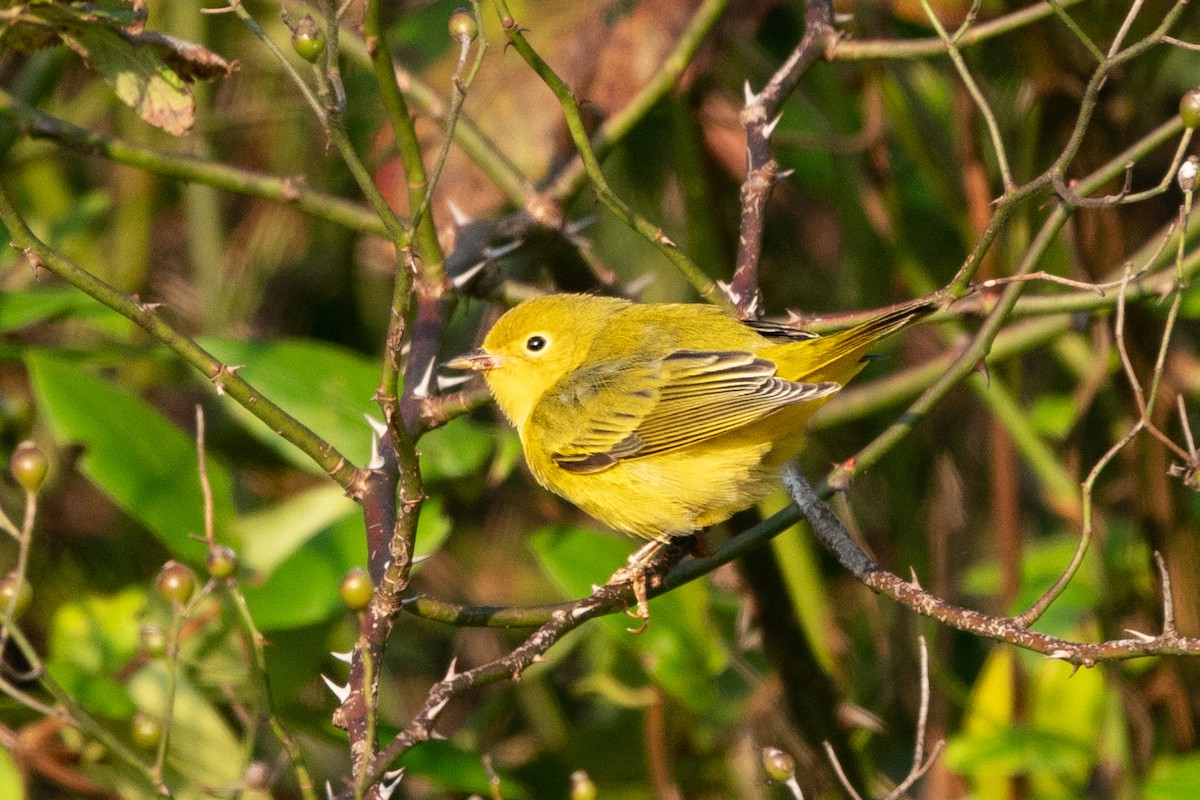 Paruline jaune - ML609919132