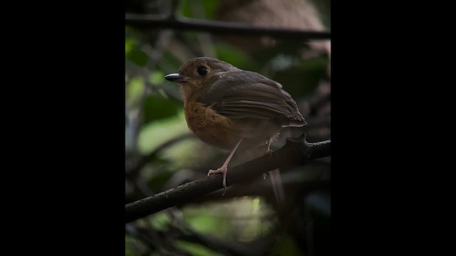 Rusty-breasted Antpitta - ML609919187