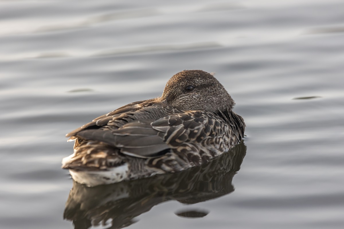 Green-winged Teal - Liam Brennan