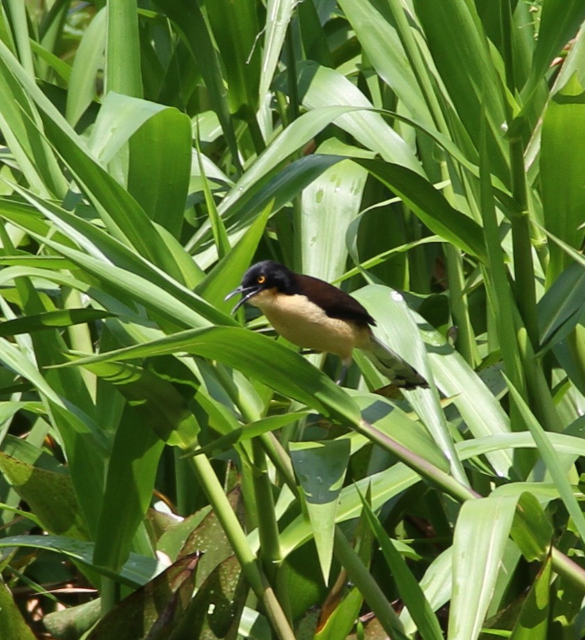 Black-capped Donacobius - ML609919417