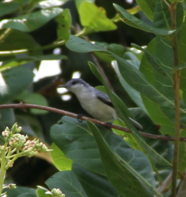 Tropical Gnatcatcher - ML609919425