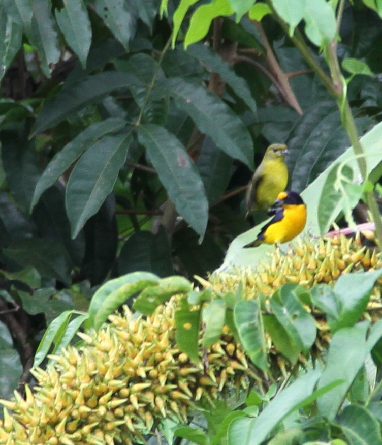 Violaceous Euphonia - Ian Thompson