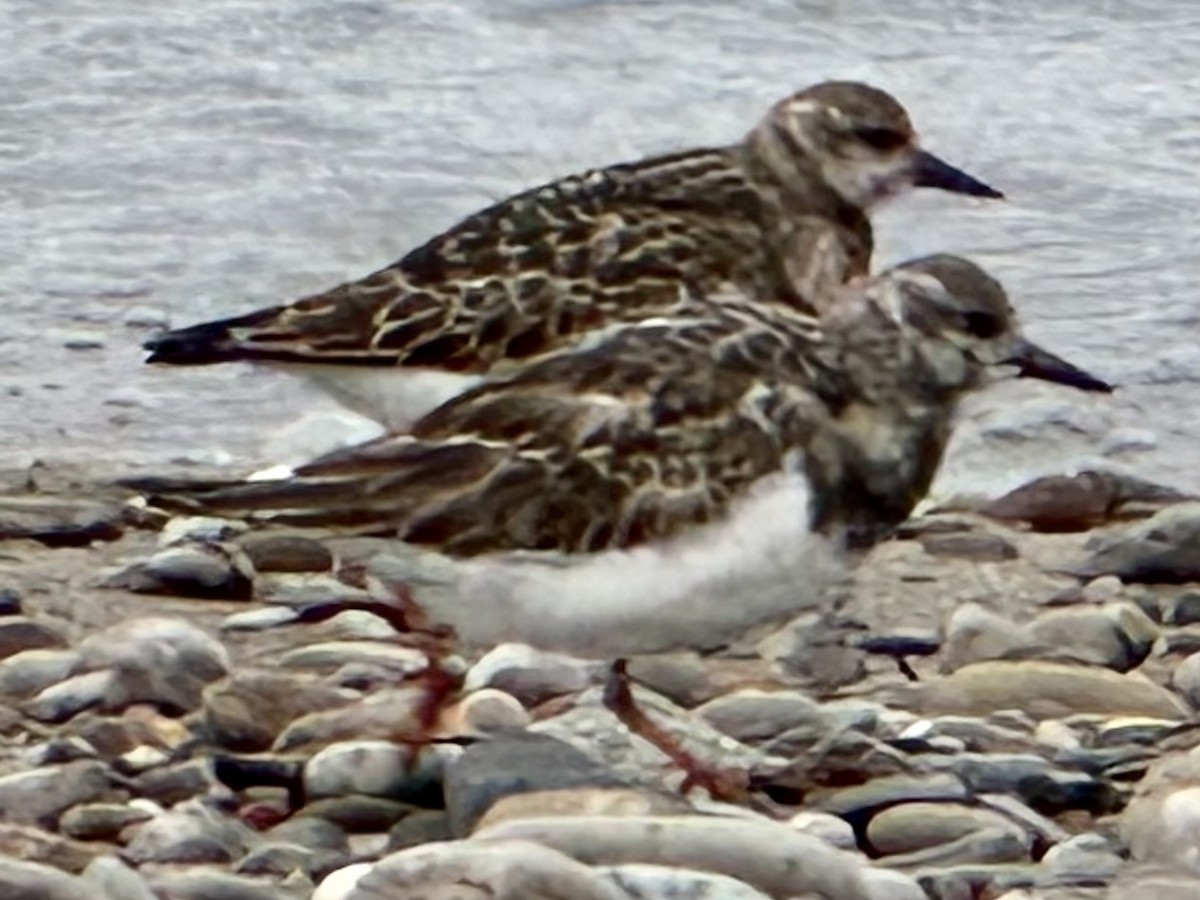 Ruddy Turnstone - ML609919517