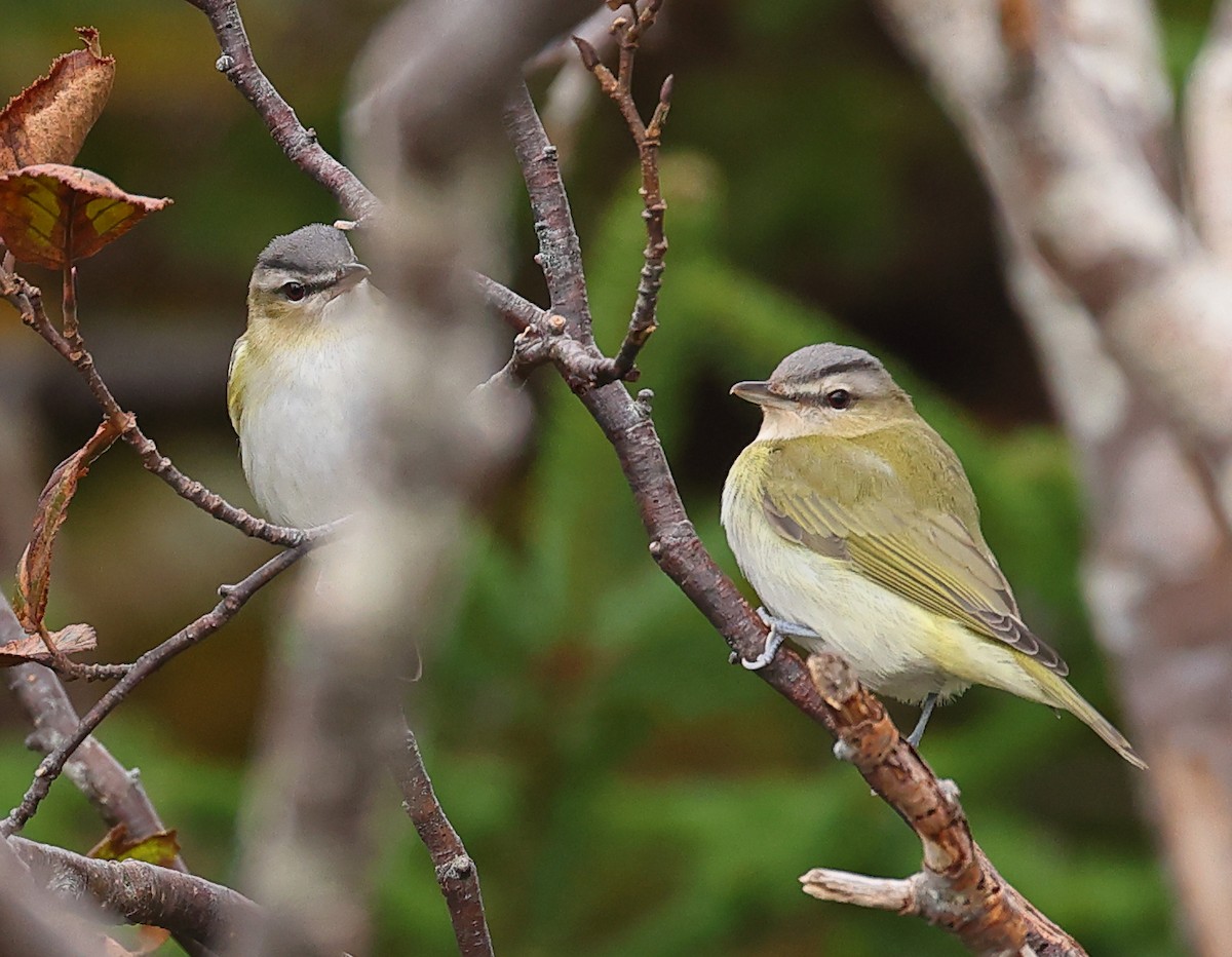 Red-eyed Vireo - John Alexander