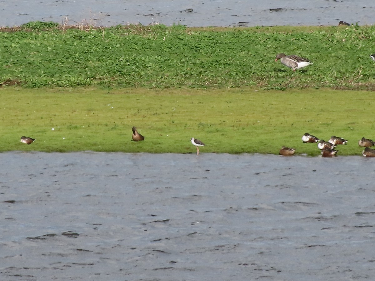 Black-winged Stilt - ML609919573