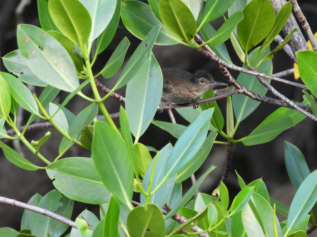 Streak-breasted Bulbul - ML609919584