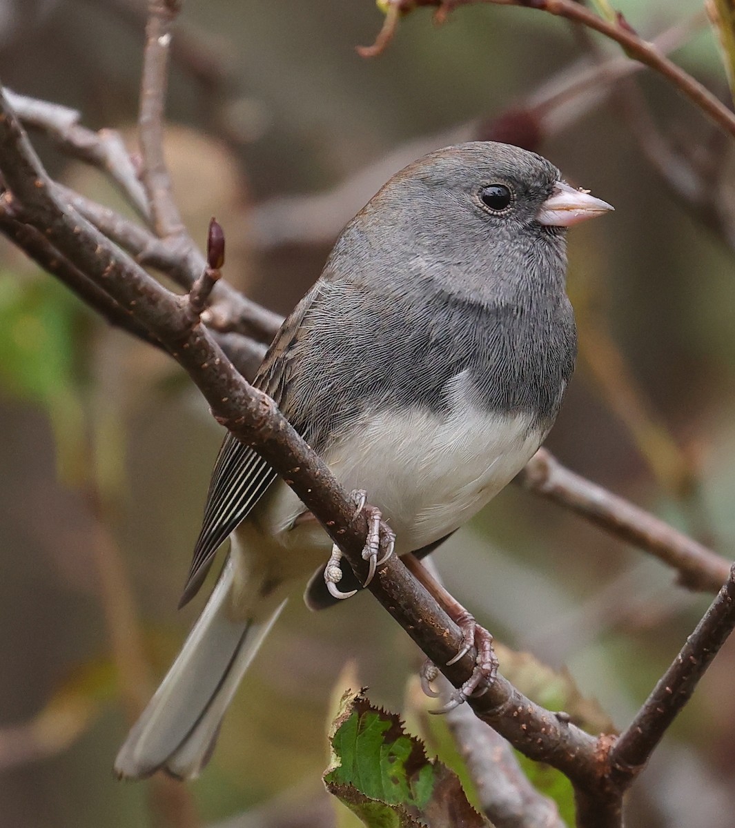 Dark-eyed Junco - John Alexander