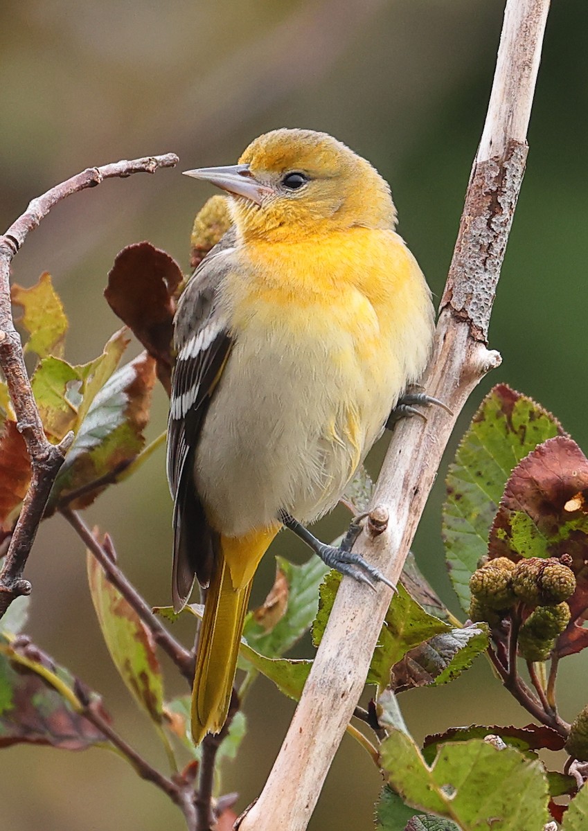 Baltimore Oriole - ML609919631