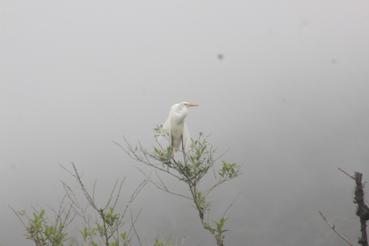 Great Egret - Gabriel Capellari