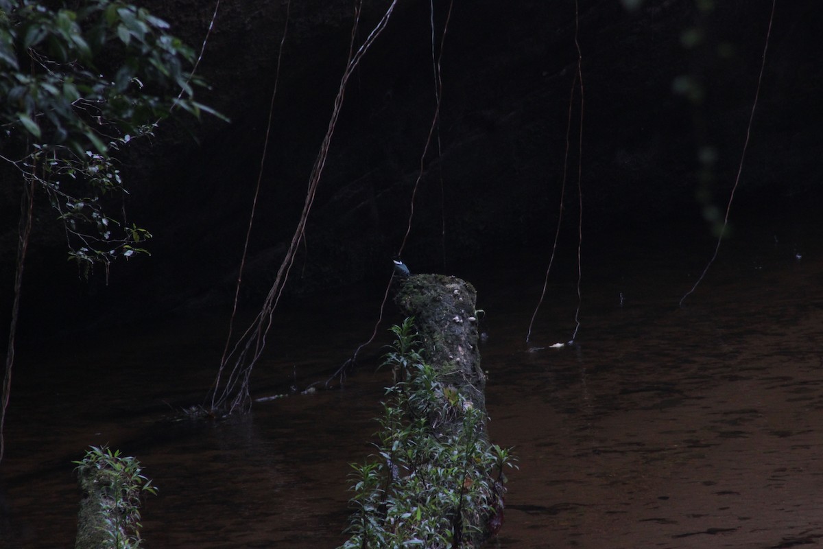 Amazon Kingfisher - Gabriel Capellari