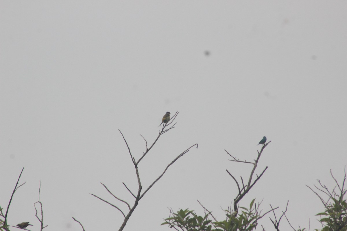 Swallow-tailed Cotinga - Gabriel Capellari