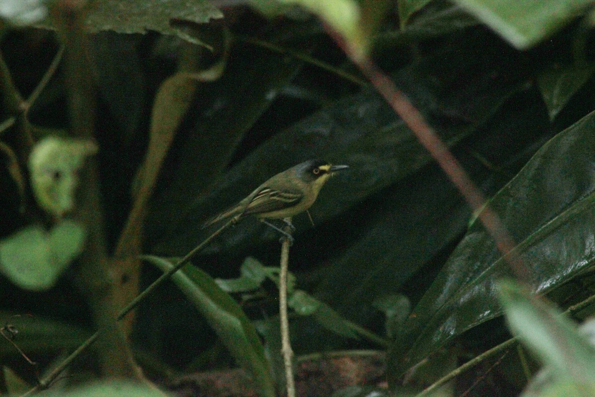 Gray-headed Tody-Flycatcher - Gabriel Capellari