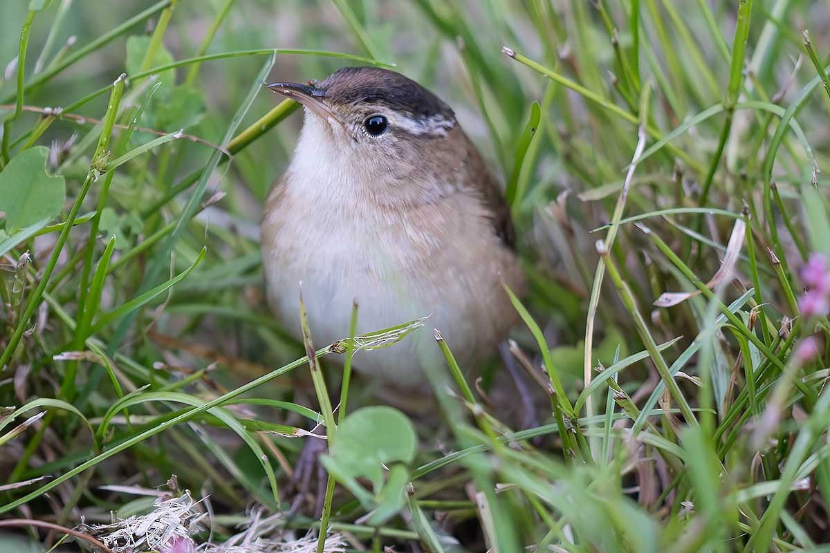 Marsh Wren - ML609919705