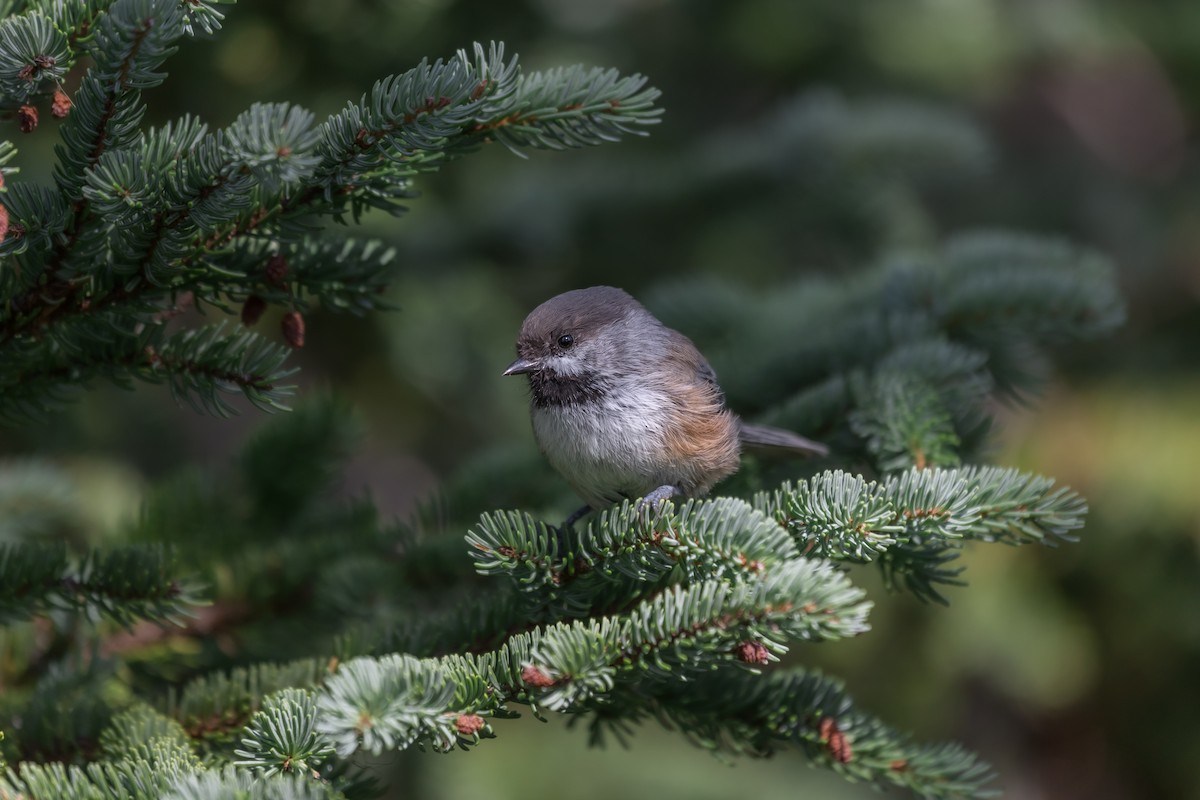 Boreal Chickadee - ML609919715