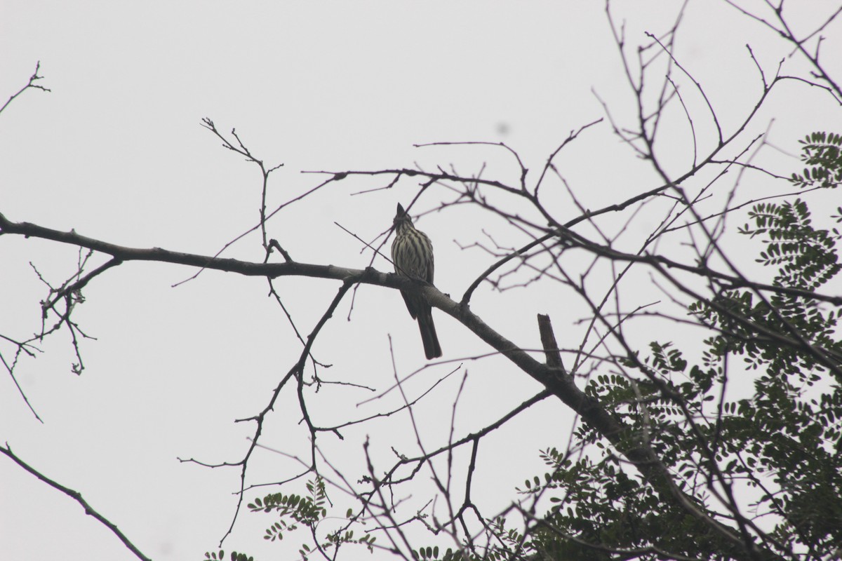 Streaked Flycatcher - ML609919719