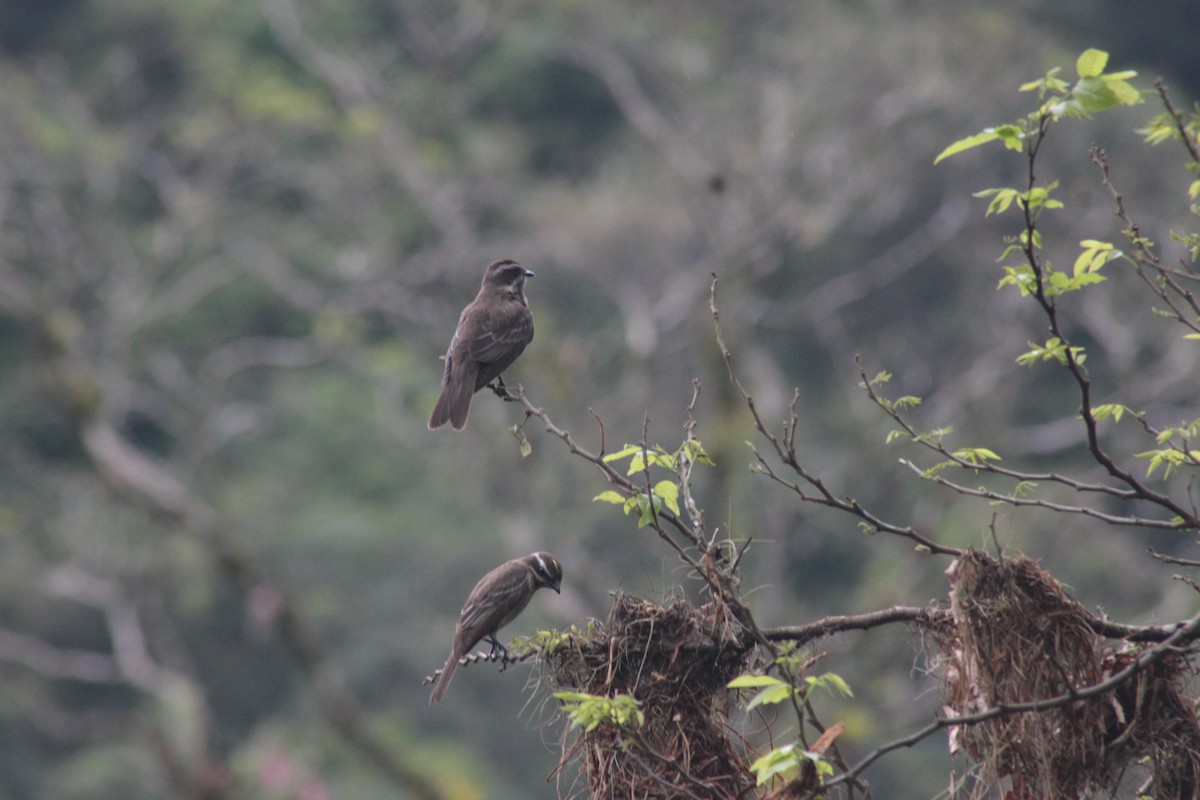 Piratic Flycatcher - ML609919730