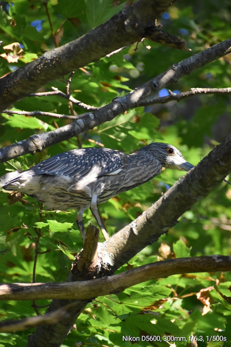 Yellow-crowned Night Heron - ML609919911