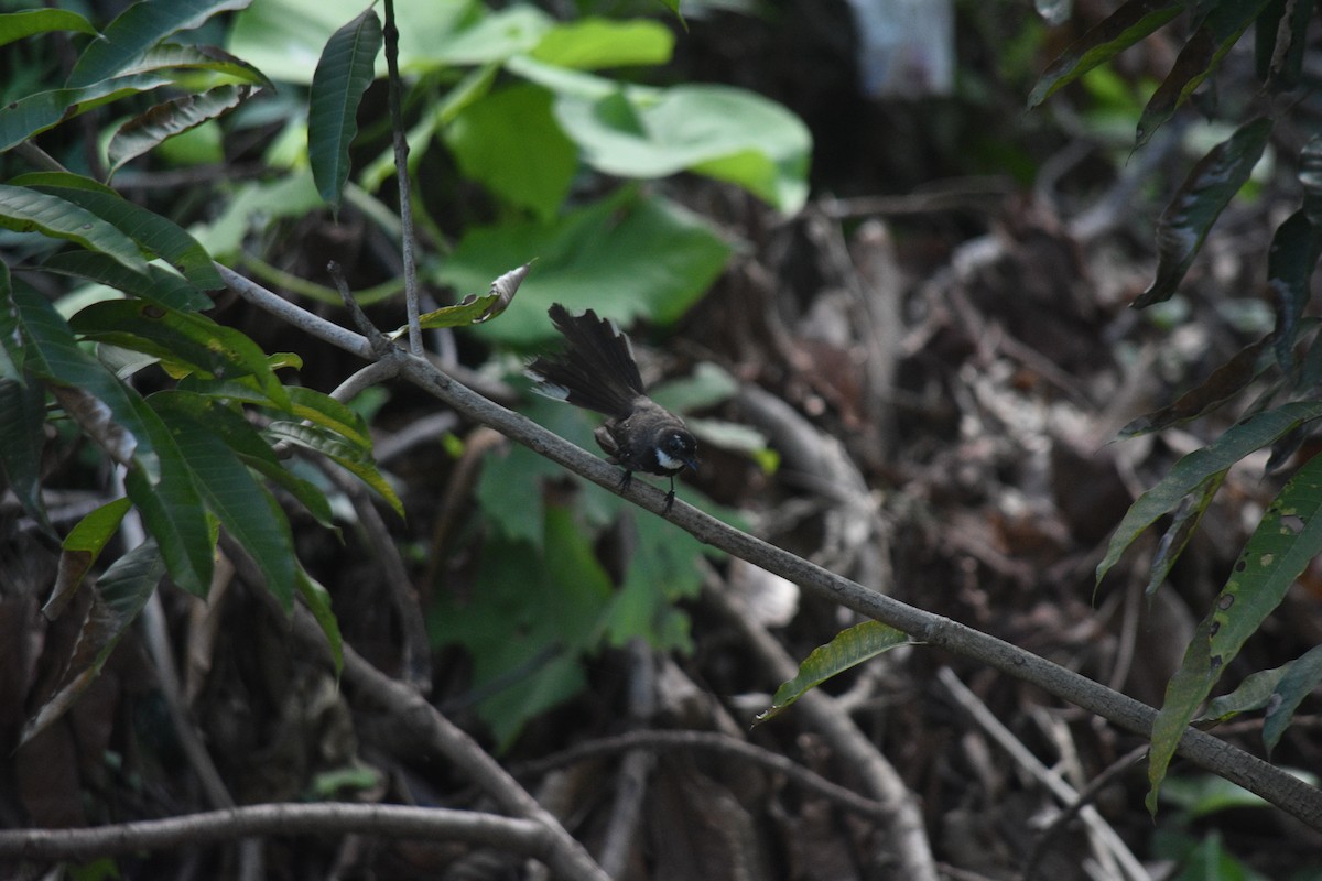 Philippine Pied-Fantail - Datulabi Jr. Untong