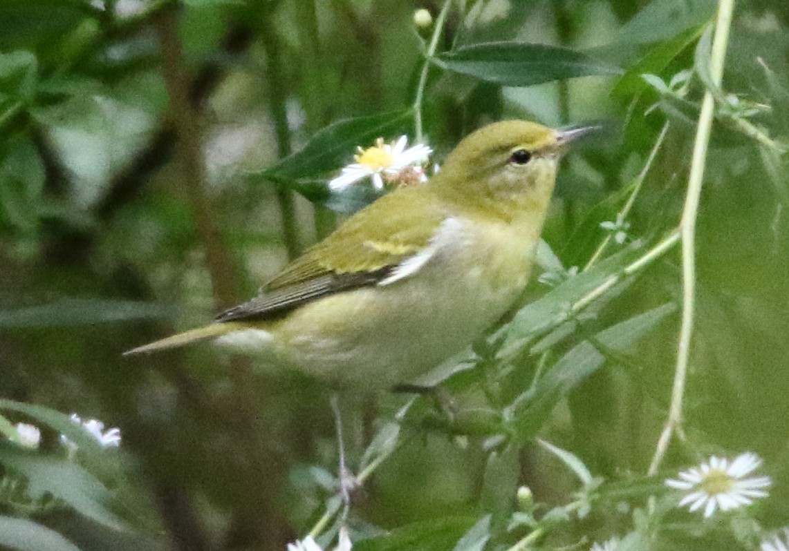 Tennessee Warbler - ML609919928