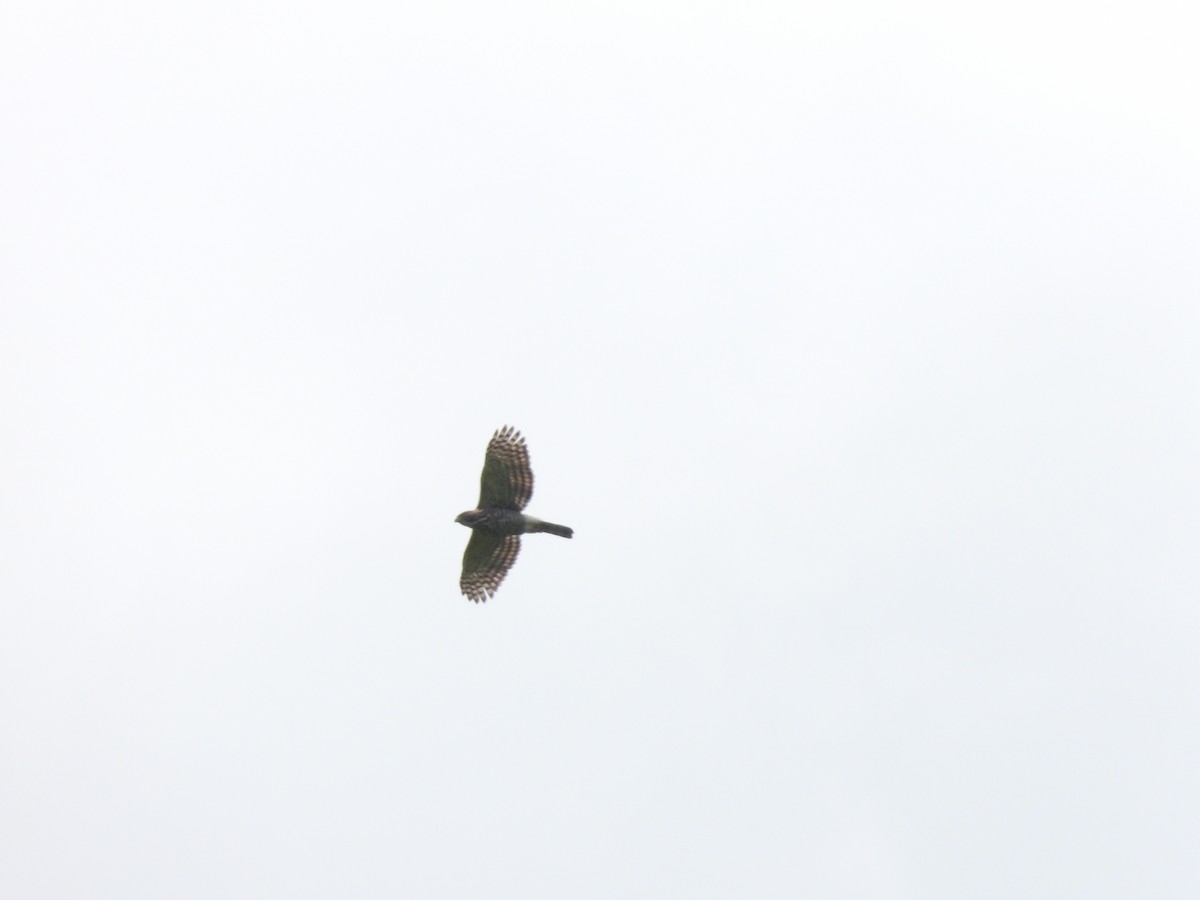 Crested Goshawk - ML609919939