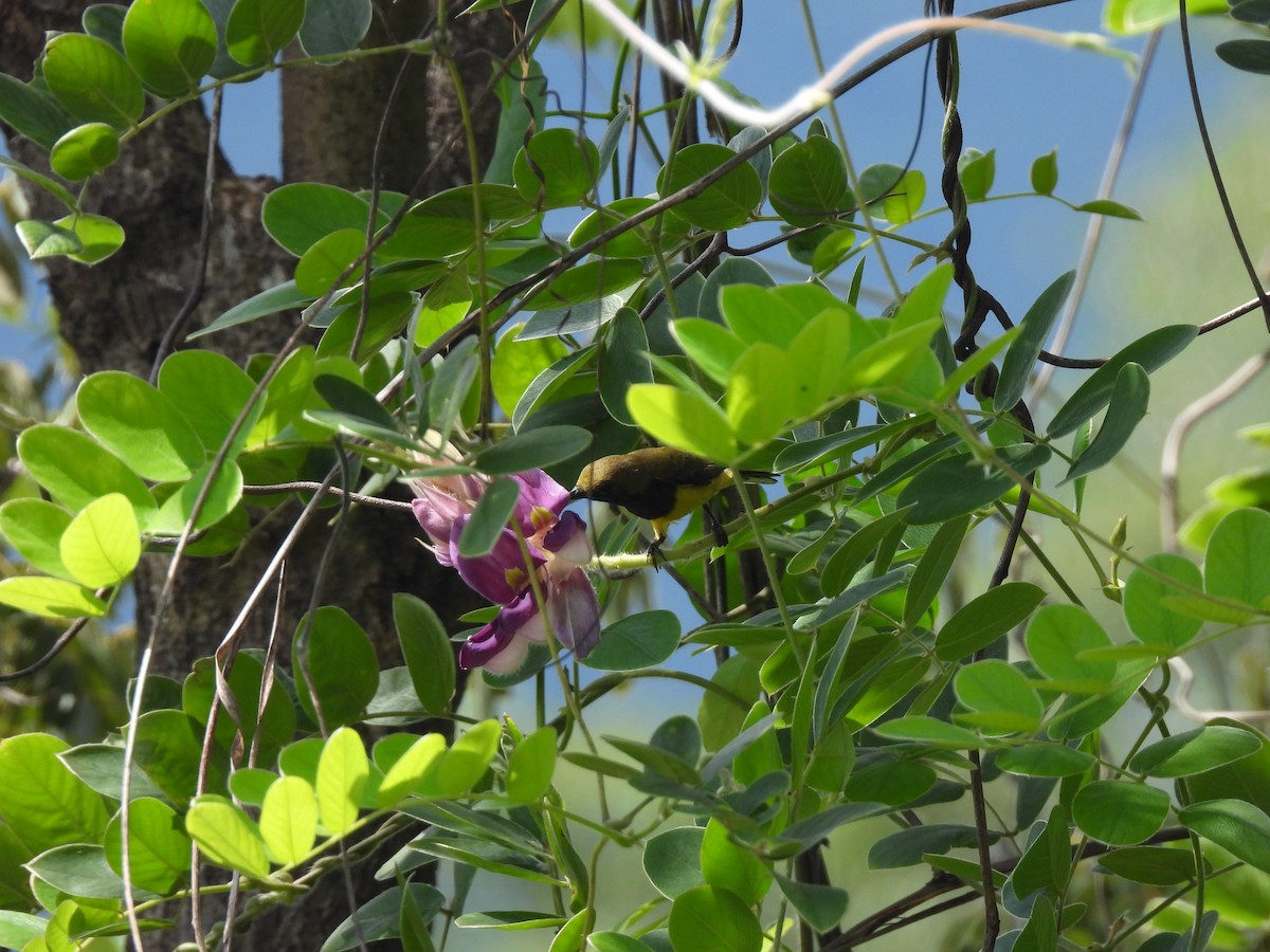 Ornate Sunbird - ML609919992