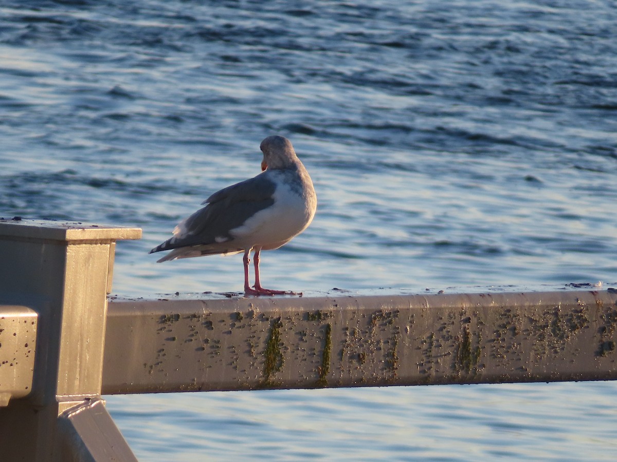 California Gull - ML609920020